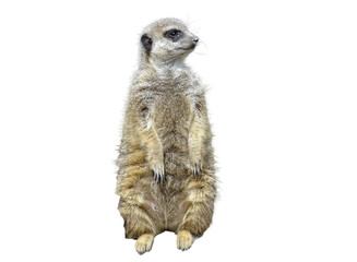 Meerkat isolated on white background