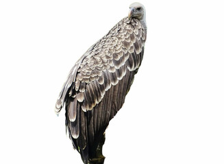 Rüppell's vulture (Gyps rueppelli) isolated on white