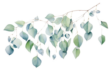 Obraz premium PNG Eucalyptus leaves hanging plant leaf.