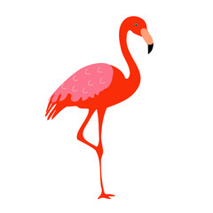 flamingo on transparent background