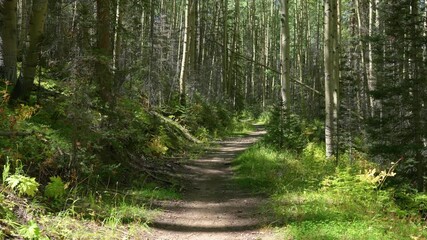 Sunshine In Nature Aspen Birch Forest Path Trail