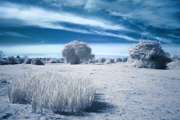 infrared photography