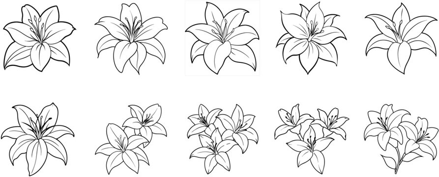 Abstract lines, various lily patterns