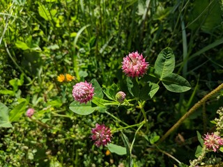 flowers in the garden