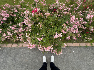 Feet and pink flowers along a garden path.