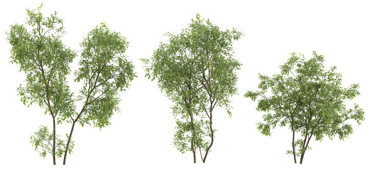 tropical River birch trees isolated used for architecture