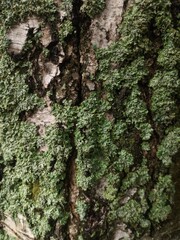 A close-up view of a tree trunk covered in lush moss