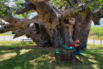 Middle aged woman picnicking in the shade of an enormous, 1500 year old baobab tree (Adansonia...