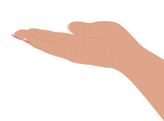 Drawn palm. Simple PNG flat illustration