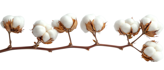 Beautiful cotton branch showcasing fluffy, white cotton bolls. Perfect for textile, agriculture, or organic themes in photography.