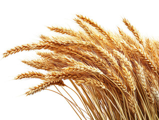 Fototapeta premium Golden wheat stalks swaying in the breeze, symbolizing harvest, abundance, and agricultural beauty in nature.