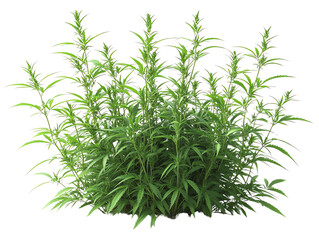 Lush green herb plant with vibrant leaves, ideal for culinary and medicinal uses in gardens and landscapes.