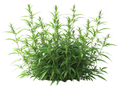 Lush green herb plant with vibrant leaves, ideal for culinary and medicinal uses in gardens and landscapes.