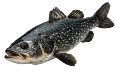 A detailed close-up of a sleek and vibrant fish showcasing its unique patterns and colors in a realistic setting.