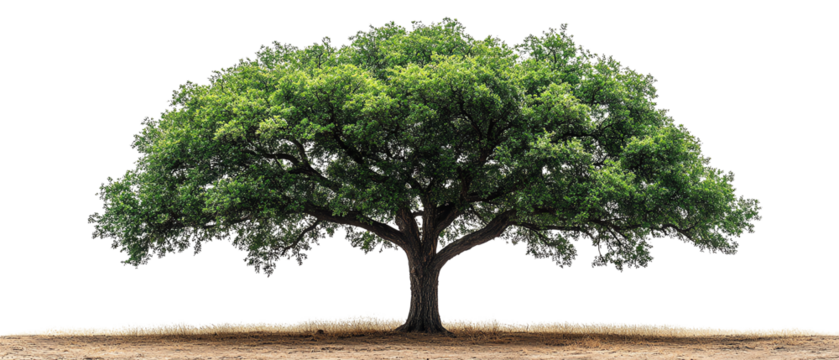 A majestic tree showcasing a lush canopy and strong trunk, symbolizing growth, nature, and resilience in a serene environment.