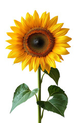 Naklejka premium A vibrant sunflower standing tall, showcasing its bright yellow petals and rich brown center against a clear background.