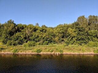 trees on the river