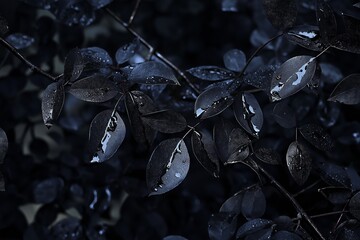 Close-up photograph of dark leaves with water droplets highlighted against a dim and wet, lush backdrop.