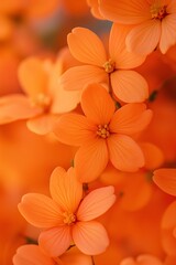 Fototapeta premium Clusters of vibrant orange flowers in full bloom, showcasing the lush beauty and vivid colors of garden flora.