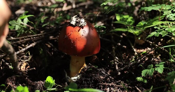 Pick mushrooms Amanita caesarea, orange mushroom edible in forest of China, slow motion