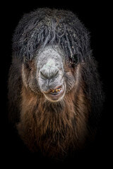 cute portrait of a smiling camel with long hair on a black background