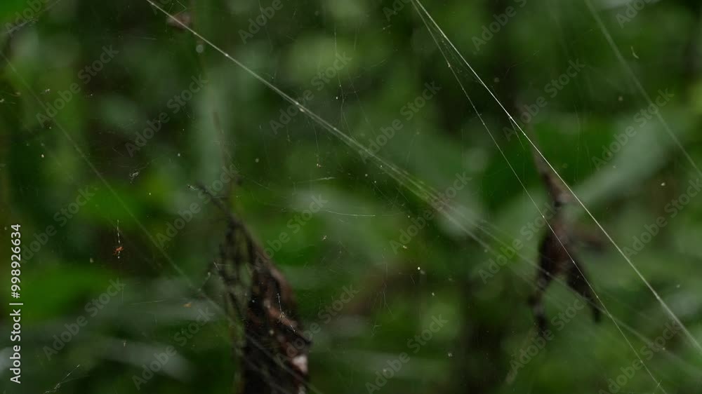 Poster close-up of spider web or cobweb with green leaves in background. focus on foreground