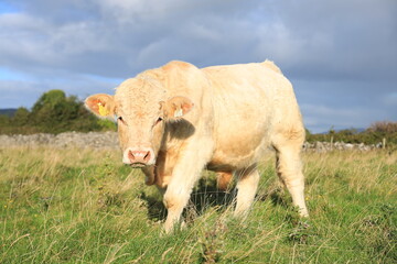 Cattle: Charolais breed bullock standing in evening sunlight against backdrop of overcast sky, in field on farmland in rural Ireland 