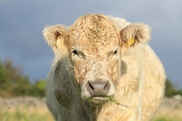 Cattle: closeup of Charolais breed bullock with grass in mouth, standing in field on farmland in rural Ireland 