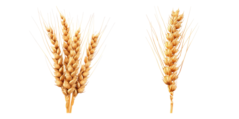 Ear of wheat spikelet isolated on transparent background