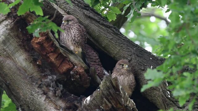Nest in tree of young common kestrels