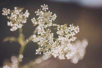 Morning summer or spring. Beautiful wildflowers with dew drops at dawn, light blur, selective focus. Shallow depth of field. dew on the grass in the morning sunshine with bokeh lights.