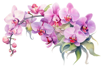 Obraz premium PNG Orchid blossom flower plant.