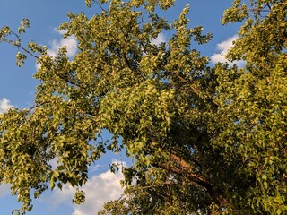 autumn leaves on a tree
