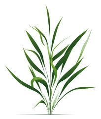 Fototapeta premium PNG A Grass grass plant green.