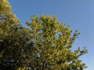autumn leaves against sky
