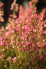 Wrzos wrzosiec jesień