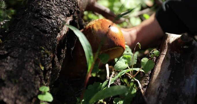 Pick mushrooms Amanita caesarea, orange mushroom edible in forest of China, slow motion
