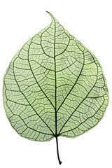 Visualize a transparent aspen green leaf isolated against a white background