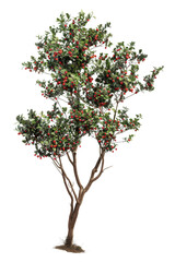 Fototapeta premium Visualize an collection of Ilex x aquipernyi, known as Aquipern Holly trees, isolated