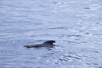 delphin im atlantik