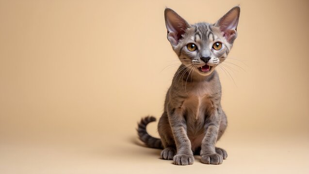 Curious Devon Rex cat with curly fur on beige background
