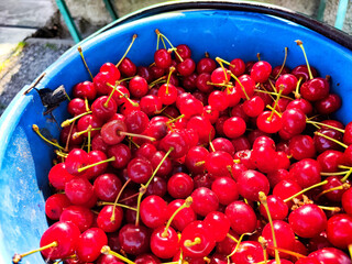 A blue bucket overflowing with red cherries and yellow stems