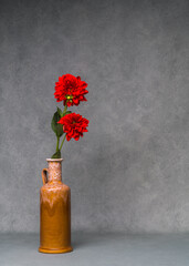 Two bright red dahlias in tall vase. Contrasting flowers stand out against  calm background, emphasizing rich color. Still life. Copy space.