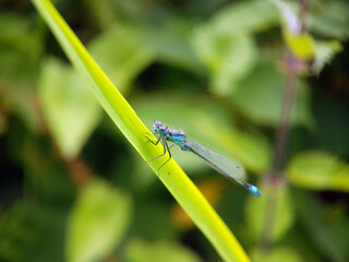 Damselfly dragonfly on leaf