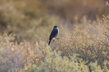 Rock Wren perched on desert bush