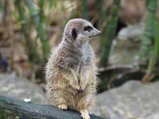 Portrait of a meerkat at a natural park