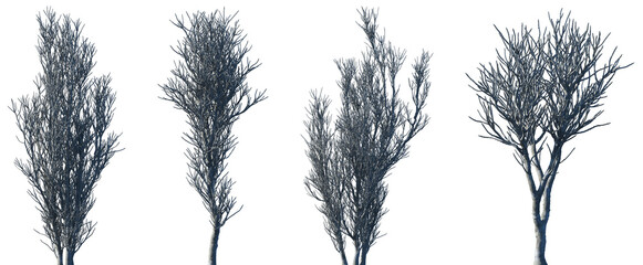 Set of Alluaudia dumosa (local name is fantsiolotse) frontal isolated png on a transparent background perfectly cutout high resolution