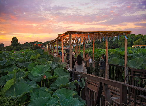 tokyo, ueno - august 12 2024: Lotus View Deck of Shinobazu Pond full of flowers during Summer Festival at sunset adorned with Japanese F&ucirc;rin wind chimes referring to the Wako and Hiroshi love story.