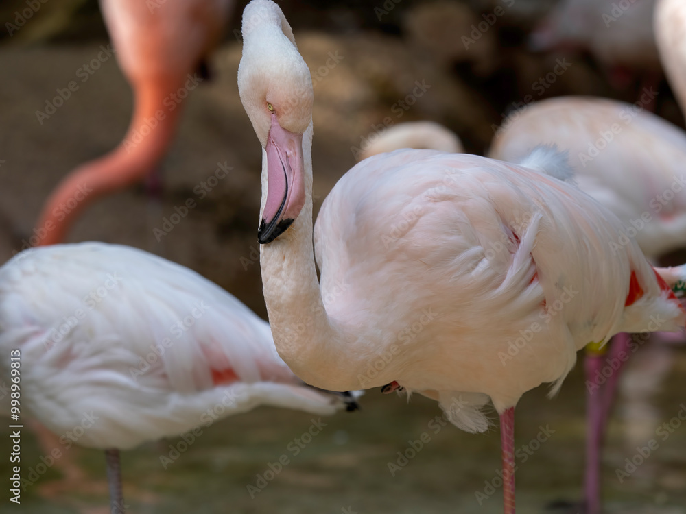 Wall mural Greater flamingo (Phoenicopterus roseus) is the most widespread and largest species of the flamingo family.