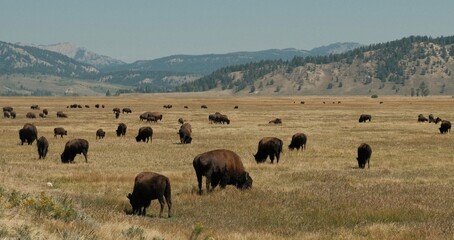 Grand Teton National Park bison buffalo grazing with picturesque mountain view, american west prairie landscape
